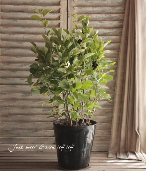 �ڲ̼��� �����Ǿ�����ѥ����ʼ���塼��٥꡼�إ꡼������ȡ� ��Ʊ���Բġ�