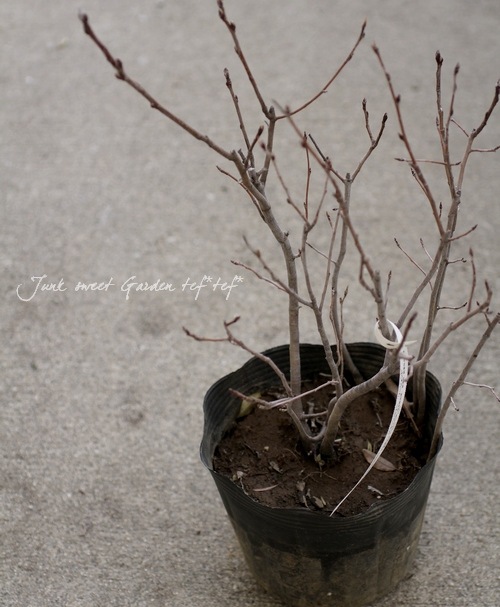 �ڲ̼��� �����Ǿ�����ѥ����ʼ���塼��٥꡼�إ꡼������ȡ� ��Ʊ���Բġ�