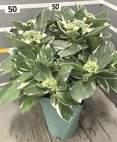 斑入りガク紫陽花 『恋路ヶ浜』 | すべての商品 | | Junk sweet Garden