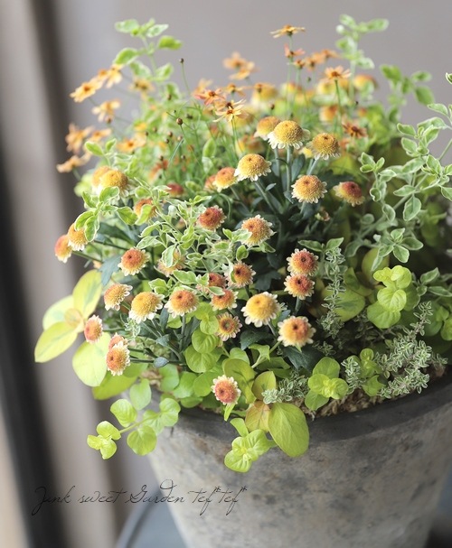 リシマキア　ご予約専用 リシマキア ご予約専用 楽天市場】リシマキア 'リッシー' : おぎはら植物園