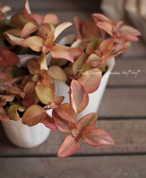 �ꥷ�ޥ��� �إ�å����١�