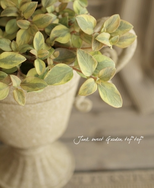 リシマキア　ご予約専用 リシマキア ご予約専用 楽天市場】リシマキア 'リッシー' : おぎはら植物園