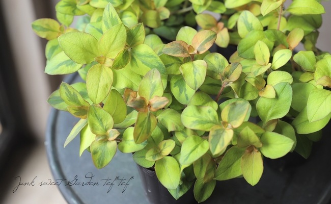 �ꥷ�ޥ��� �إ�å����١�