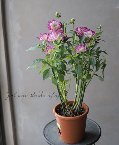 ダリア 『ピンクバイカラー』 | すべての商品 | | Junk sweet Garden