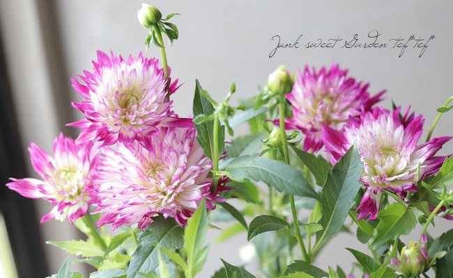 ダリア 『ピンクバイカラー』 | すべての商品 | | Junk sweet Garden