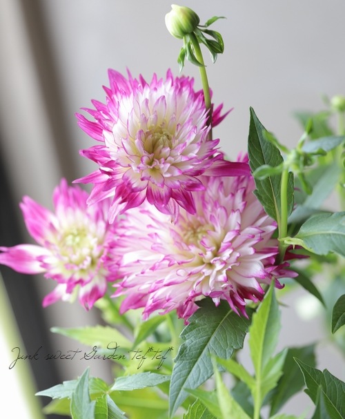 ダリア 『ピンクバイカラー』 | すべての商品 | | Junk sweet Garden