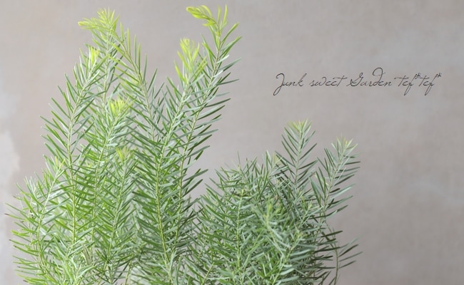 アカシア 『スノーウィーリバー』 コンパクト品種 | すべての商品