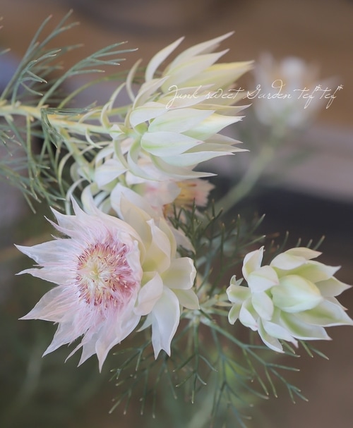 ジョーイセルリア 『ブラッシングブライト -Blushing Bride