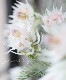 ���硼������ꥢ���إ֥�å��󥰥֥饤�� -Blushing Bride-��