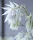 ���硼������ꥢ���إ֥�å��󥰥֥饤�� -Blushing Bride-��