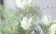���硼������ꥢ���إ֥�å��󥰥֥饤�� -Blushing Bride-��