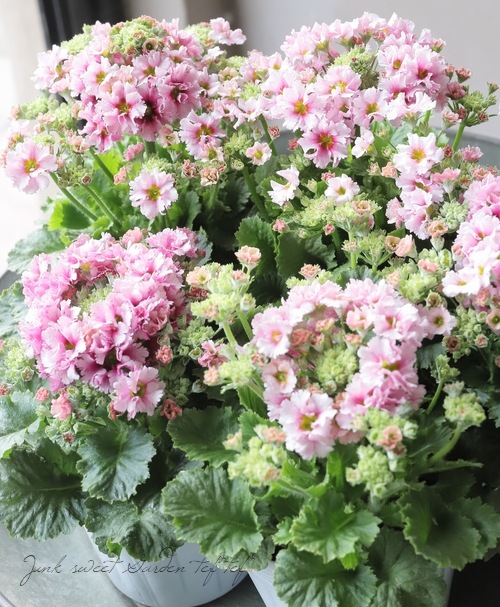 北島園芸さん育種 フリル咲きサクラソウ 『アンティークピンク（仮