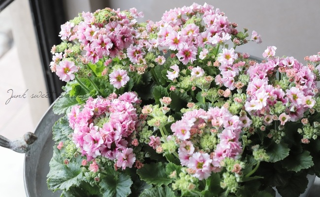 北島園芸さん育種 フリル咲きサクラソウ 『アンティークピンク（仮