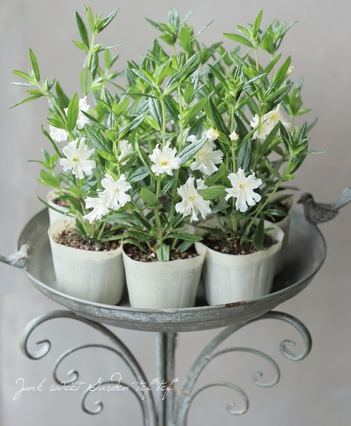 ミムラス・アウランティクス 『ホワイト』 | すべての商品 | | Junk