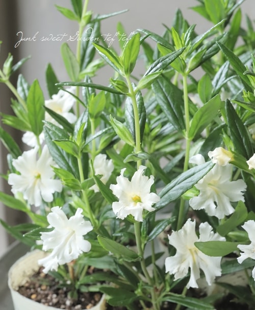 ミキ様白38一枚 ミムラス・アウランティクス 『ホワイト』 | すべての商品 | | Junk