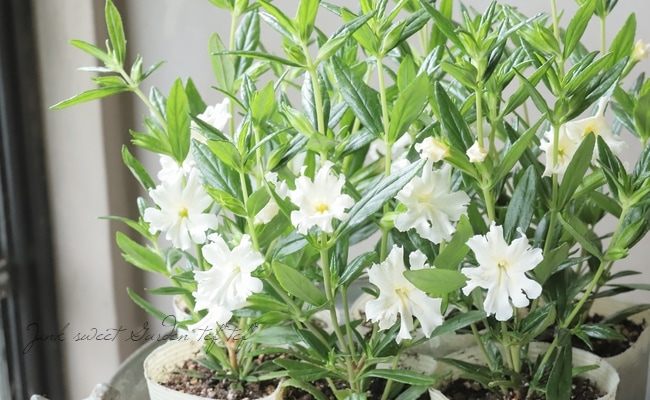 ミヤマムギラン（雪白縞）最高斑入り1点物ミヤマムギラン ミヤマムギラン（雪白縞）最高斑入り1点物ミヤマムギラン 【公式通販】