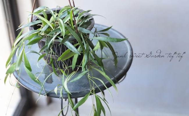 �ڴ��տ�ʪ�� �ۥ䡡�إ��ǥåƥ��� -Odetteae-�١��ڣ¡�