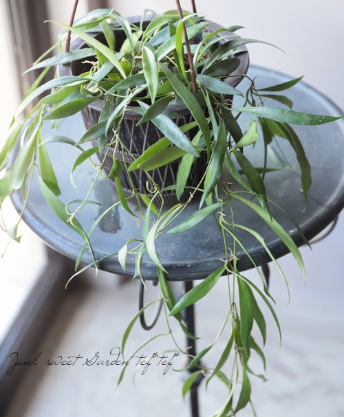 �ڴ��տ�ʪ�� �ۥ䡡�إ��ǥåƥ��� -Odetteae-�١��ڣ¡�