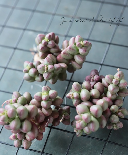 多肉植物 紫と緑のグラデーション*3 楽天市場】ムラサキ（デビー） 7.5cmポット 多肉植物