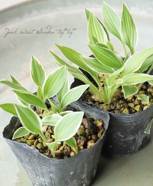 ������ۥ��������ܥ��� �ض��������