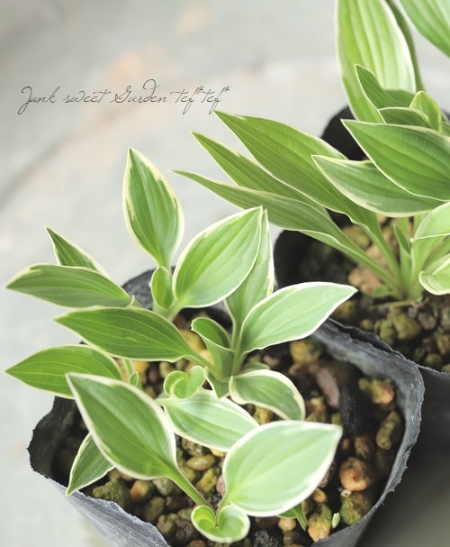 小型種ホスタ・ギボウシ 『銀河明星』 | すべての商品 | | Junk sweet