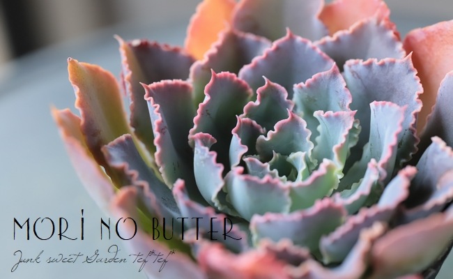 多肉植物　エケベリア　ネオンブレーカーズ　抜き苗 farm様専用❣️ネオンブレイカーズ 多肉植物 エケベリア 抜き苗 寄せ