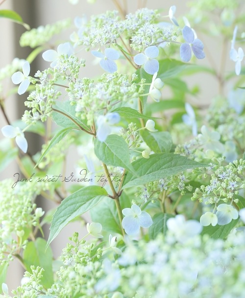 山紫陽花 『伊予の五月雨 -イヨノサミダレ-』 | すべての商品 | | Junk