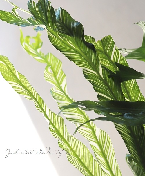 観葉植物】アスプレニウム 『ニドゥス』バリエガータ (シマオオ