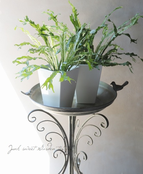 観葉植物】アスプレニウム 『ニドゥス』バリエガータ (シマオオ