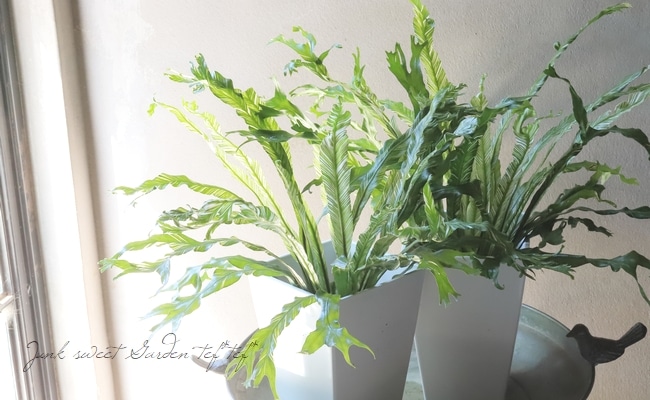 観葉植物】アスプレニウム 『ニドゥス』バリエガータ (シマオオ