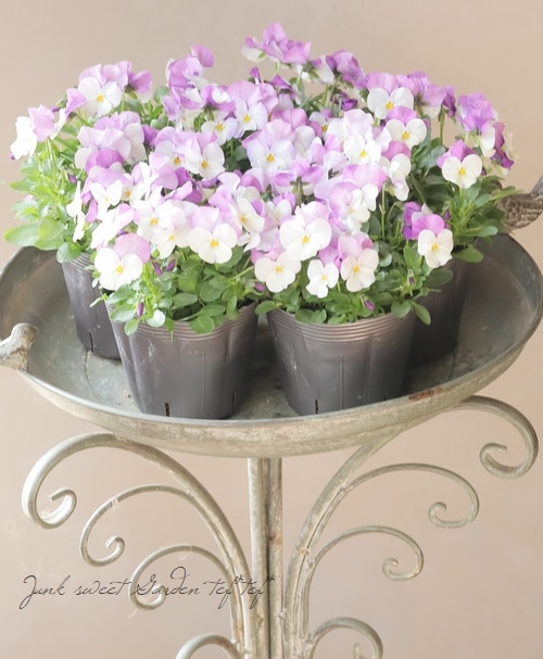 ◇ビオラ・ももかシリーズ『ふらみんご』 | すべての商品 | | Junk