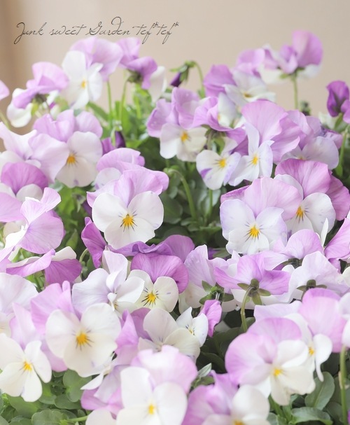 ふらみんご様 ◇ビオラ・ももかシリーズ『ふらみんご』 | すべての商品 | | Junk