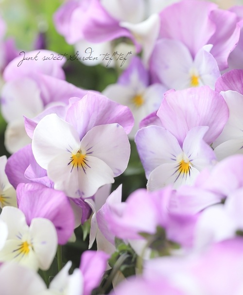 ◇ビオラ・ももかシリーズ『ふらみんご』 | すべての商品 | | Junk