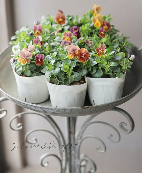 ふろらんたん 和菓子 屋さんが作った フロランタン お徳用 カチ割りフロランタン