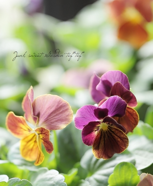 ファビオラ・ブリリッコ sp ○【高澤さんオリジナル】 ビオラ 『フロランタン』2025最新品種