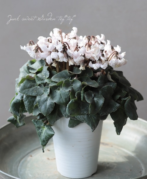 シクラメン 『天使のはね』 2025.No.B | すべての商品 | | Junk sweet