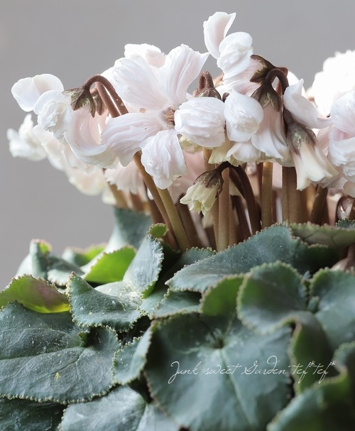 シクラメン 『天使のはね』 2025.No.B | すべての商品 | | Junk sweet