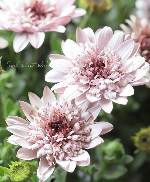 松原園芸】オステオスペルマム パティエ 『ホワイトゴールド