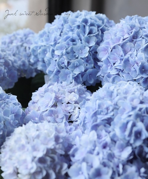 八重咲きハイドランジア 紫陽花 『ゆめのとびら』 | すべての商品