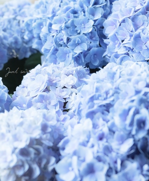 八重咲きハイドランジア 紫陽花 『ゆめのとびら』 | すべての商品