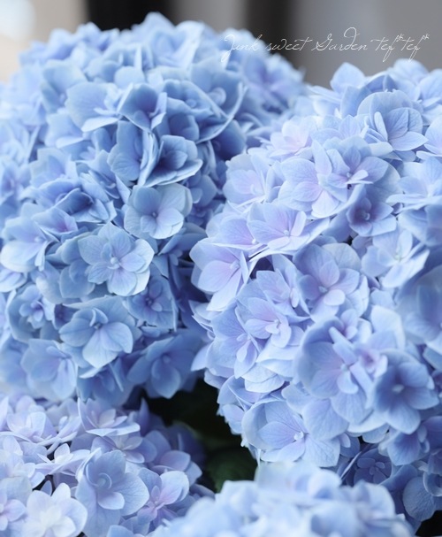 八重咲きハイドランジア 紫陽花 『ゆめのとびら』 | すべての商品