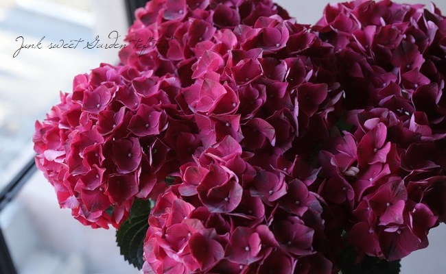 は 希少 輸入紫陽花 ルビークラシックレッド は 輸入紫陽花 ルビークラシックレッド - メルカリ