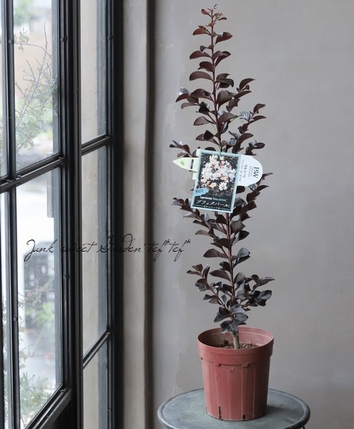 黒葉サルスベリ・ブラックパール 『ホワイト』 | すべての商品