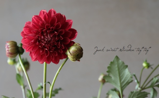 98%OFF!】 ダリア様専用 asakusa.sub.jp