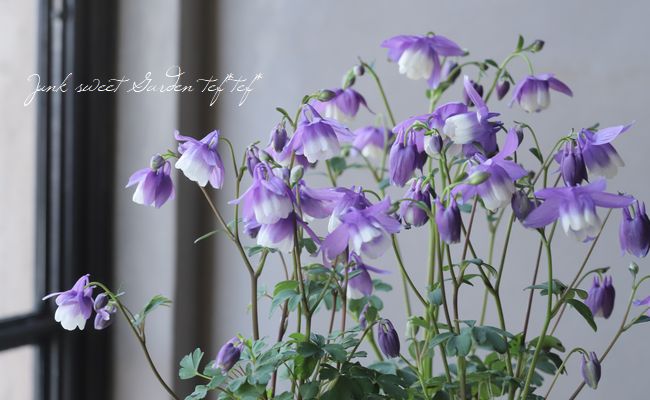 姫・風鈴オダマキ 『紫花』 【I】 | すべての商品 | | Junk sweet