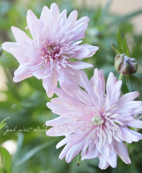 八重咲き秋明菊 アネモネ咲き 初恋 細葉 開花前株 すべての商品 Junk Sweet Garden Tef Tef