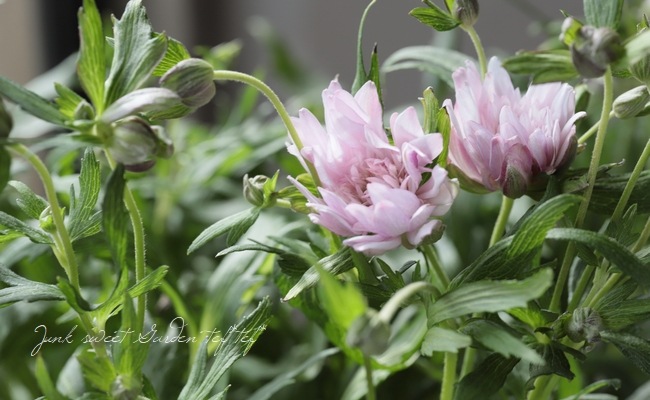 八重咲き秋明菊 アネモネ咲き 初恋 細葉 開花前株 すべての商品 Junk Sweet Garden Tef Tef 八重咲き秋明菊 アネモネ咲き 初恋 細葉 開花前株 すべての商品 Junk Sweet Garden Tef Tef