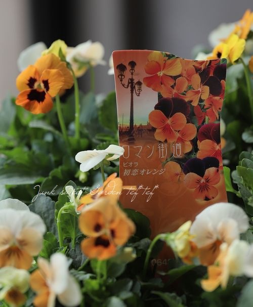 ビオラ・ロマン街道 『初恋オレンジ』 | すべての商品 | | Junk sweet
