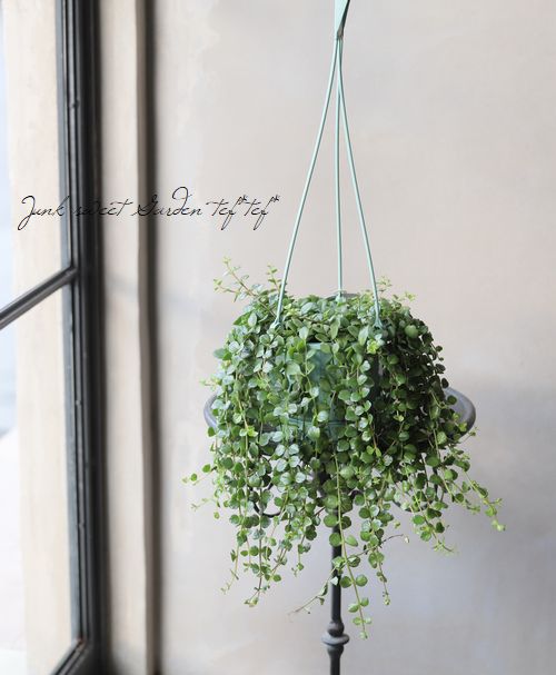 カランコエ ユニフローラ Qween社 フィフィ B Flower Species カランコエ Junk Sweet Garden Tef Tef カランコエ ユニフローラ Qween社 フィフィ B Flower Species カランコエ Junk Sweet Garden Tef Tef