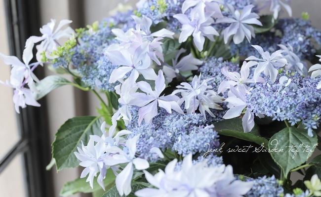 ガク紫陽花 『芽生 -メイ-』 ブルー | すべての商品 | | Junk